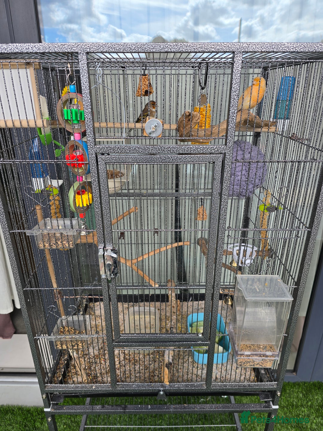 Canaries birds for sale: Canaries for sale - Image 5