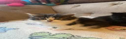 Mixed Breed cats for sale: Four beautiful kittens  in Swansea - Advert 11