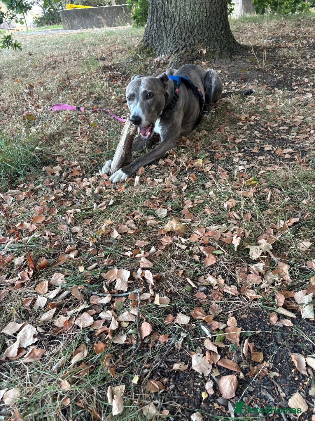 Lurcher dogs for adoption: Skye seeking his forever home  - Advert 2