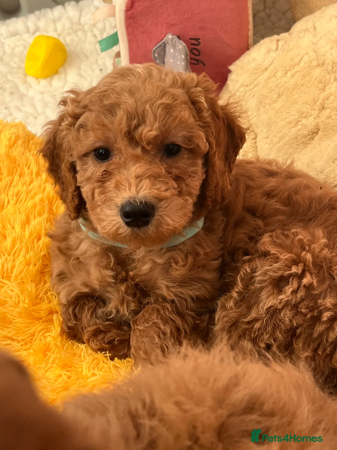 Mini Goldendoodle dogs for sale: Top Quality Miniature Goldendoodle puppies - Advert 3
