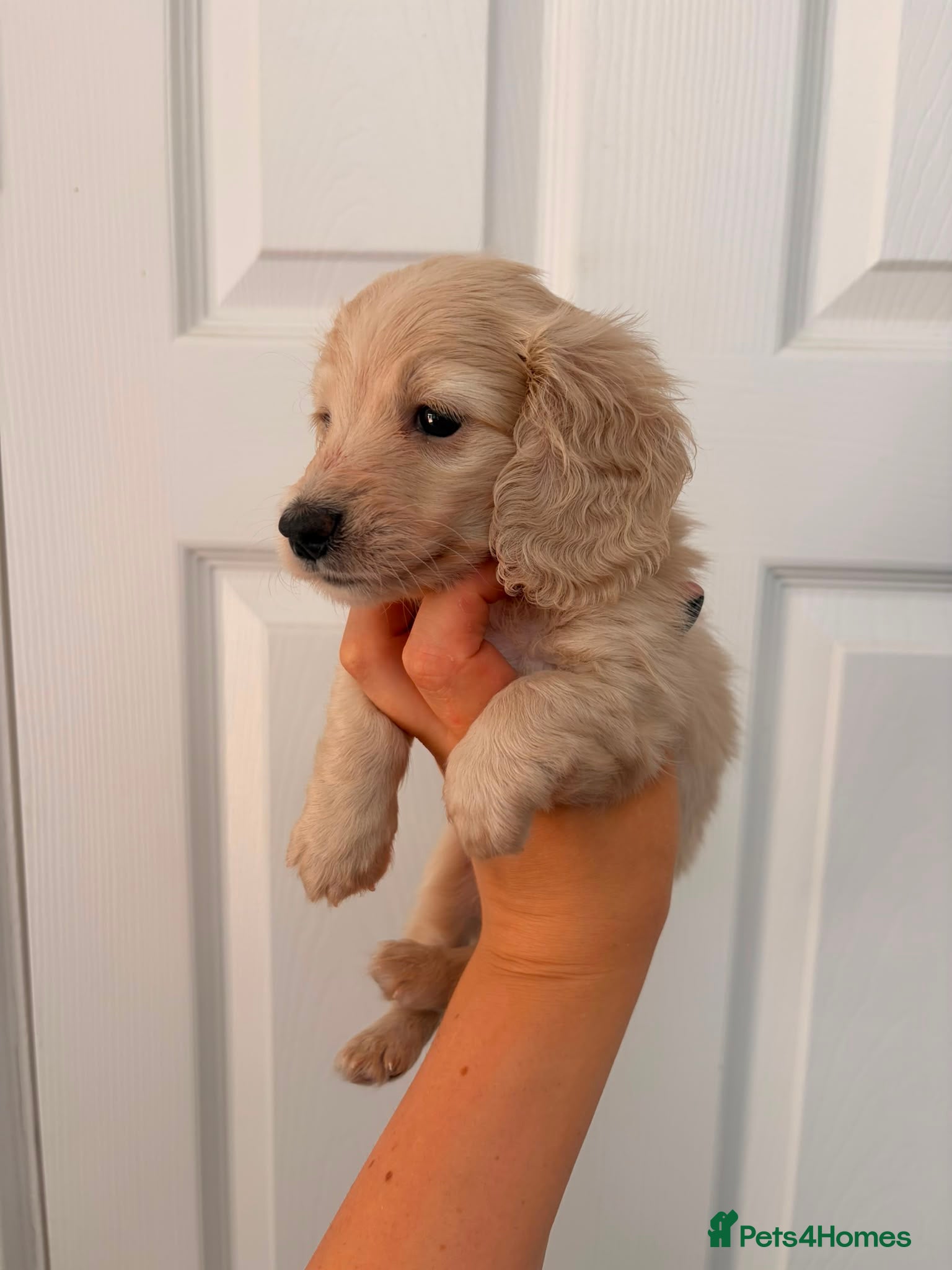 Miniature Dachshund dogs Quality cream mini dachshunds - Advert 2