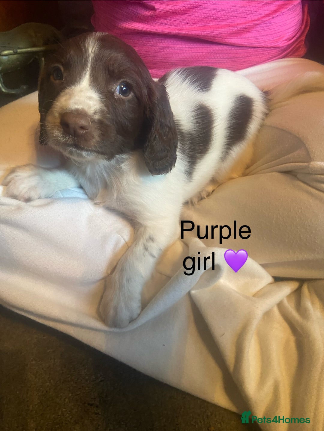 English Springer Spaniel dogs for sale: Springer spaniel puppies  - Advert 10
