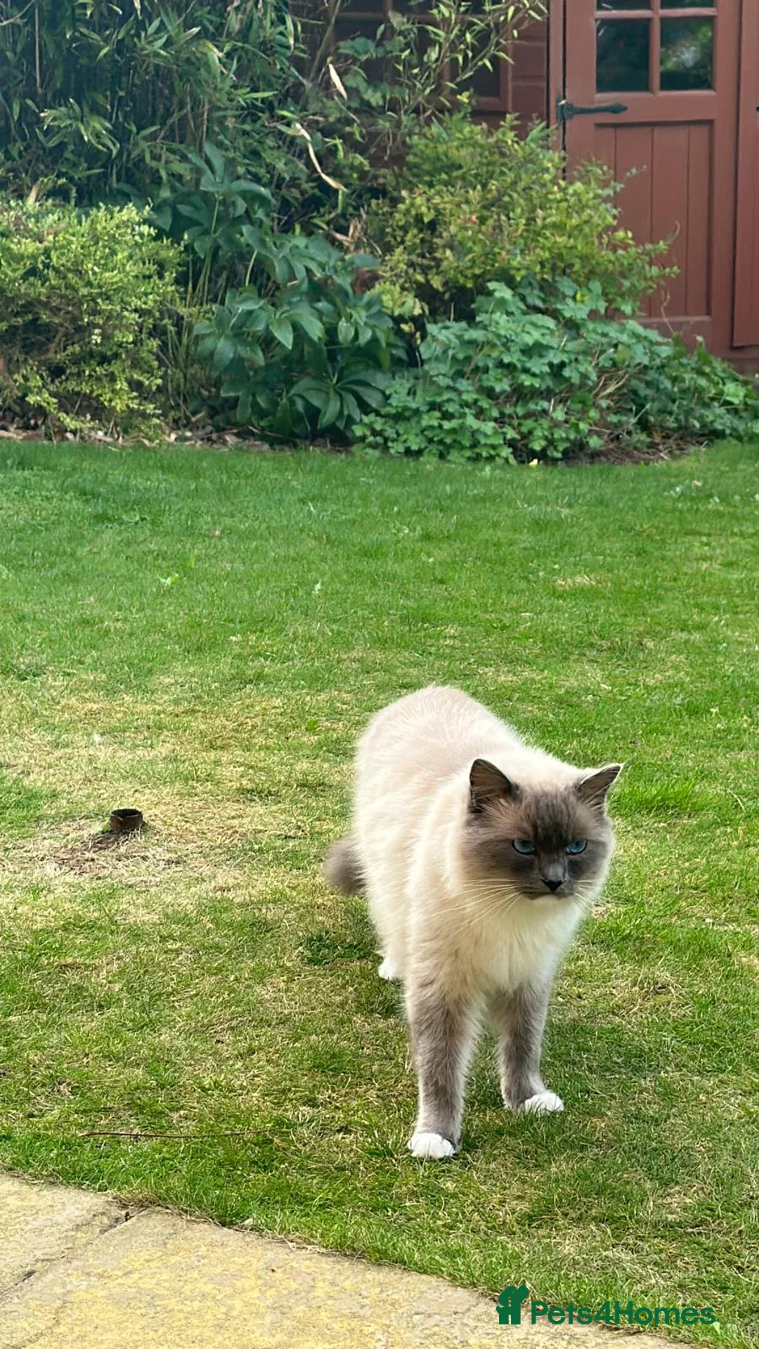 Ragdoll cats for sale: Ragdoll Brothers, 3yo, Neutered Pair, Microchipped - Advert 2