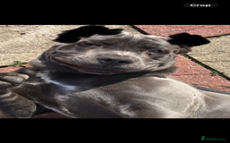 Cane Corso dogs for sale: CANE CORSO TOP QUALITY STRAJANO BLOODLINE FERMINTO - Advert 22