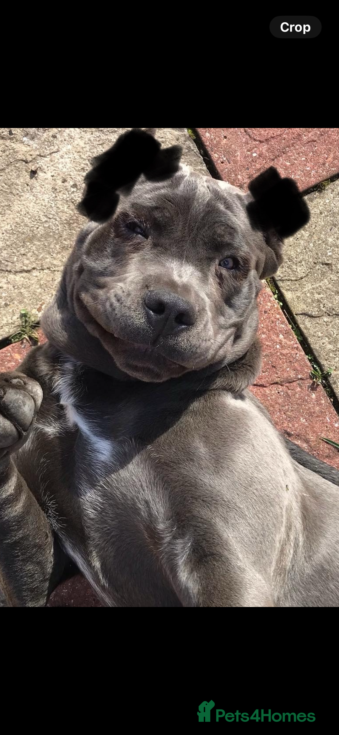 Cane Corso dogs for sale: CANE CORSO TOP QUALITY STRAJANO BLOODLINE FERMINTO - Advert 22