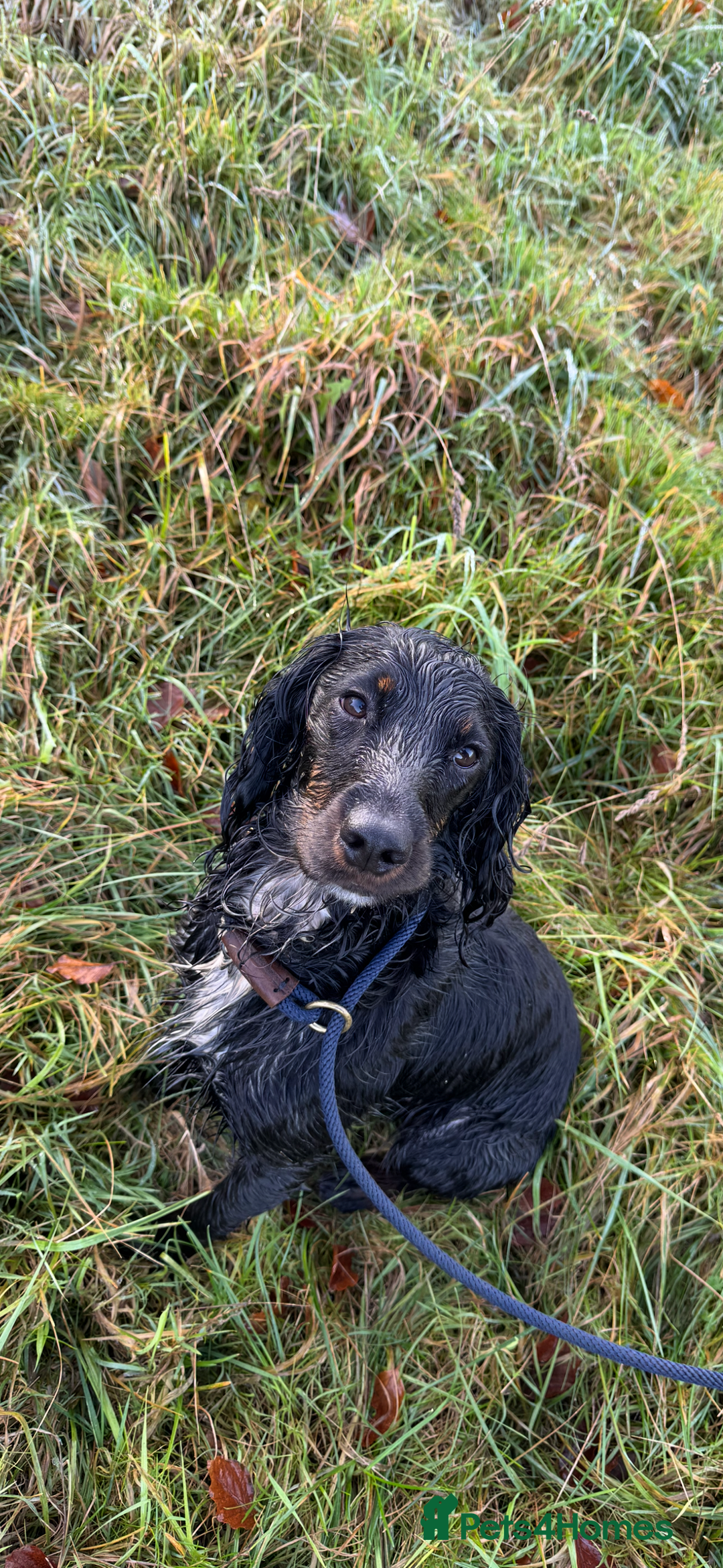 Cocker Spaniel dogs for sale: Working Cocker Spaniel Puppies - Advert 24