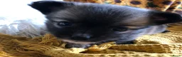 Chihuahua dogs for sale: Longhaired chihuahua puppies - Advert 28