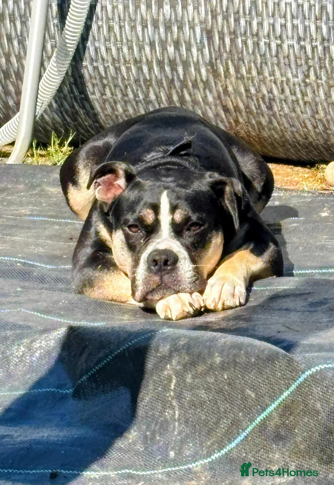 Mixed Breed dogs for sale: Loving adult only home wanted  - Advert 2