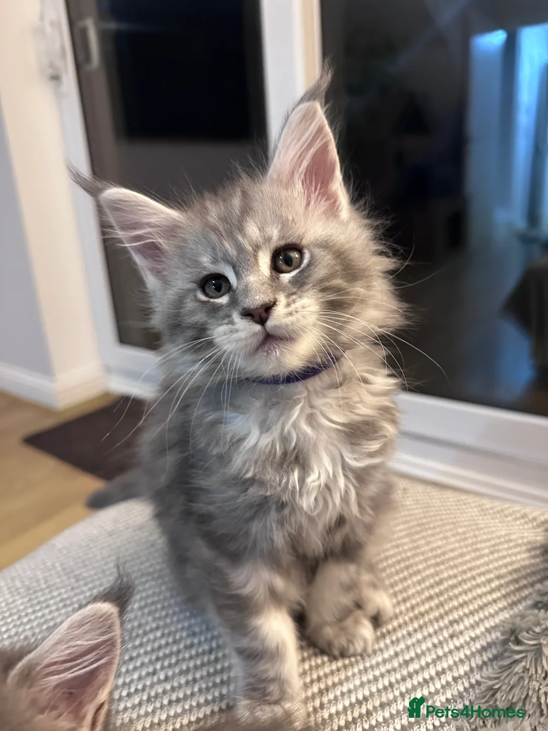 Maine Coon cats for sale: ✨Last 2 Gorgeous Pure Breed Maine Coon Kittens✨ - Advert 4