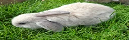 Mini Lop rabbits for sale: Friendly Baby Minilops - Advert 4