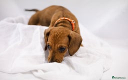 Dachshund dogs for sale: Standard champion bred dachshunds  - Image 10