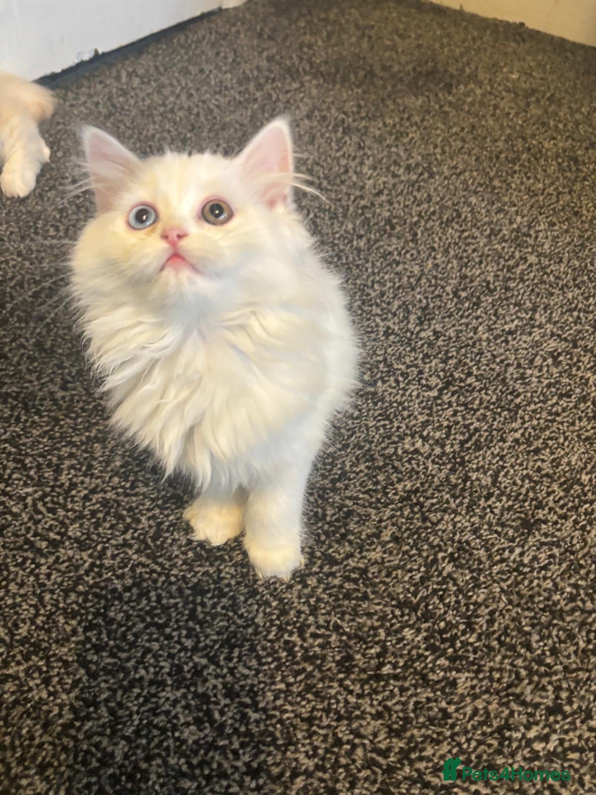 Persian cats ONLY 3/5 PERSIANS LEFT. ALL BOYS - Advert 16