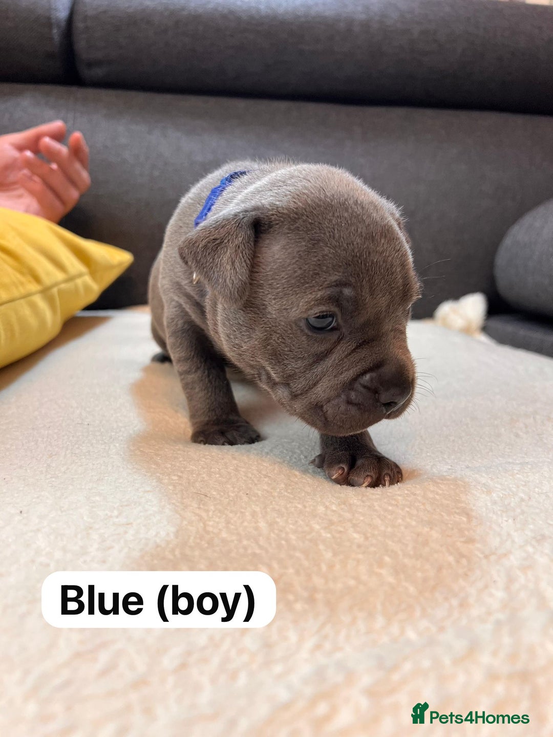 Staffordshire Bull Terrier dogs for sale:   Champion-KC.Reg.Blue Staffordshire Bull Terrier  - Image 20