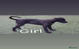 Lurcher dogs for sale: ⭐️beautiful lurcher puppy’s  - Image 6
