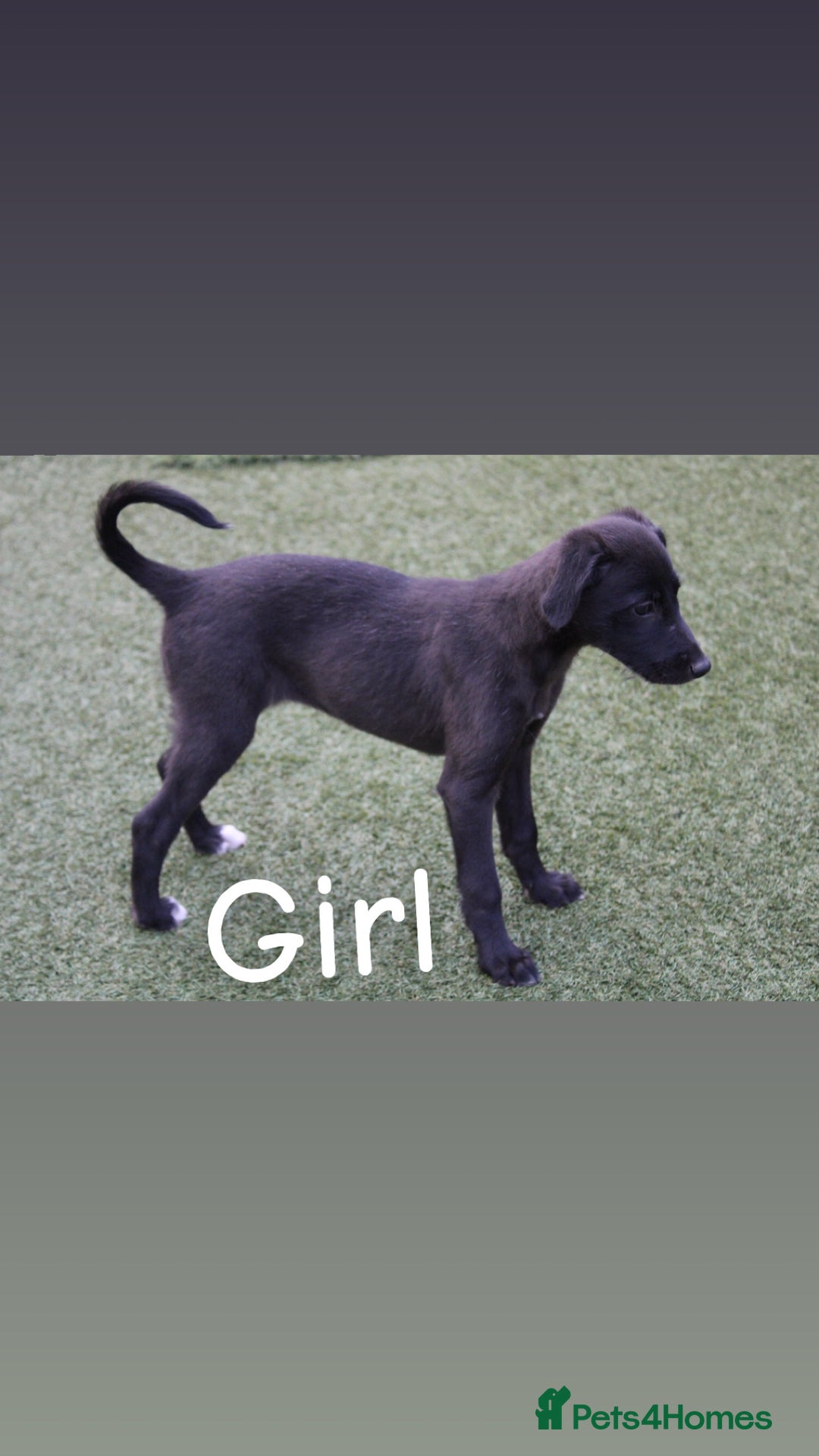 Lurcher dogs for sale: ⭐️beautiful lurcher puppy’s  - Image 6