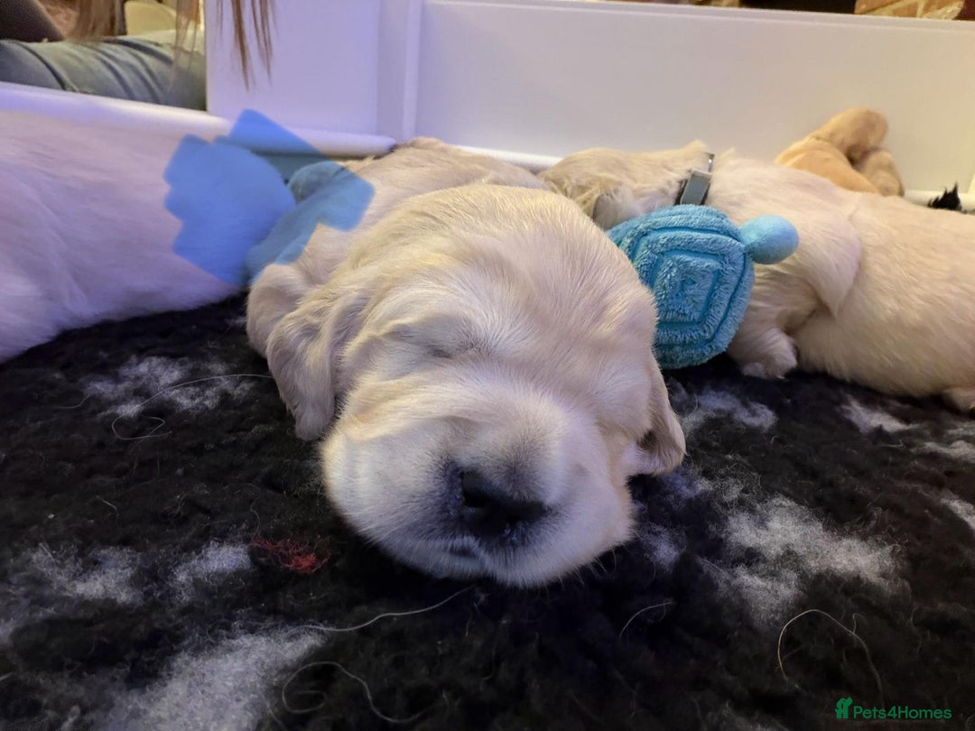 Golden Retriever dogs for sale: KC Reg Golden Retriever Pups - CHAMPION Bloodlines - Image 25