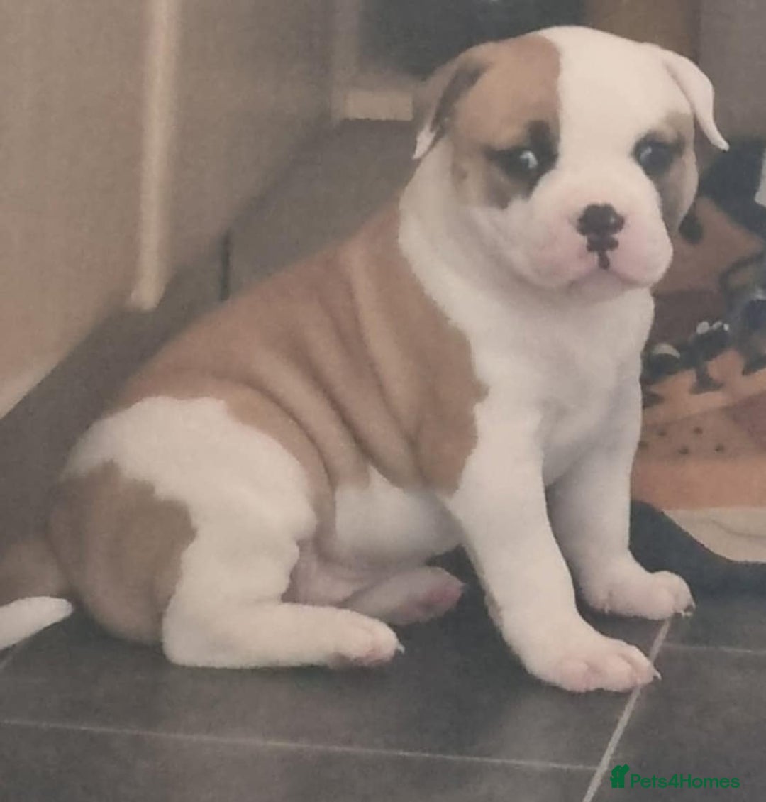 American Bulldog dogs for sale: American bulldog puppy female - Image 5