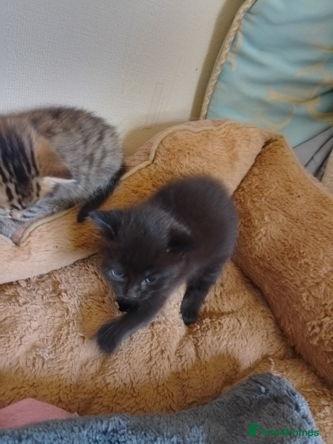 British Shorthair cats for sale: 2 boys cat  - Image 2