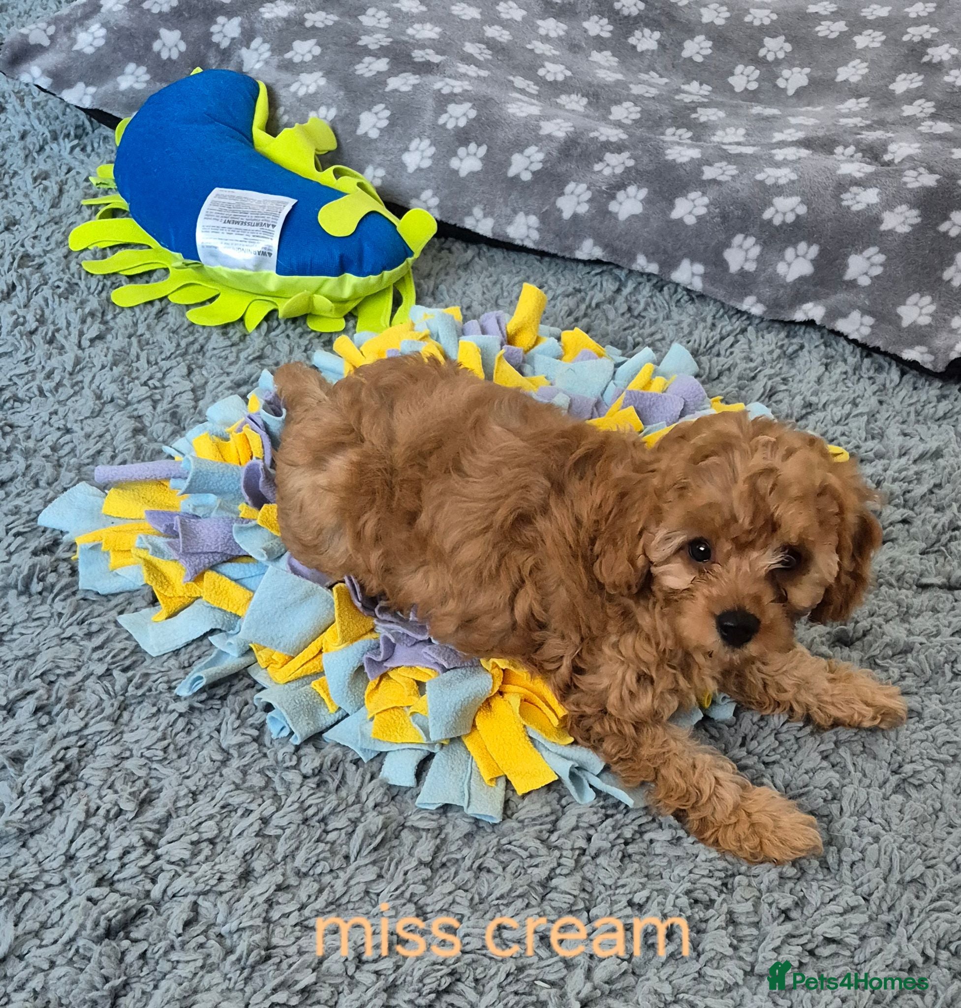 Cavapoo dogs Amazing Miniature cavapoo f1b puppies - Advert 1