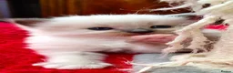 Ragdoll cats for sale: kittens - Advert 13
