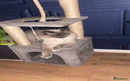 Ragdoll cats for stud: Koda- - Image 4