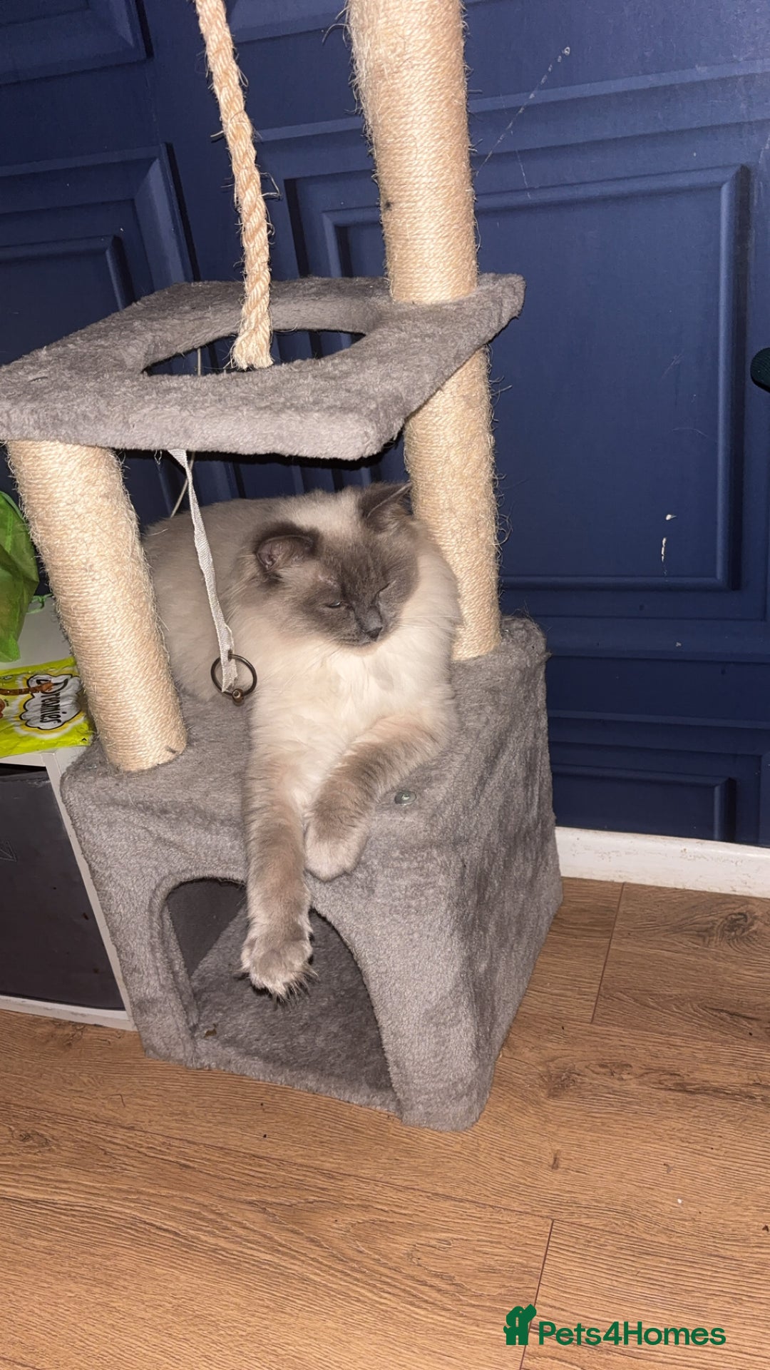 Ragdoll cats for stud: Koda- - Image 4