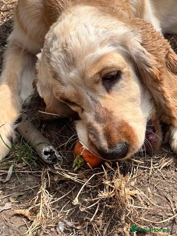 Cocker Spaniel dogs Adult kc reg show cockers  - Advert 7