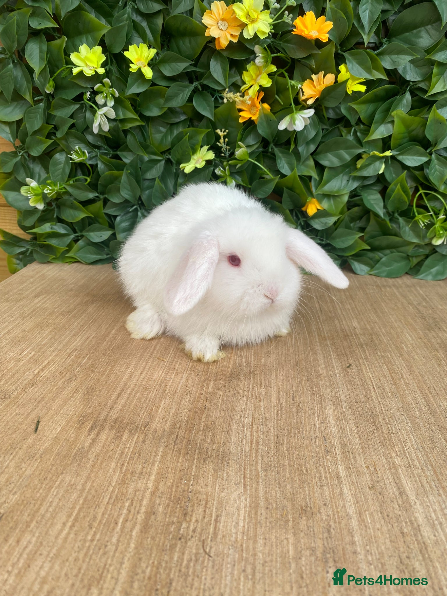 Mini Lop rabbits Mini lop buck  - Advert 8