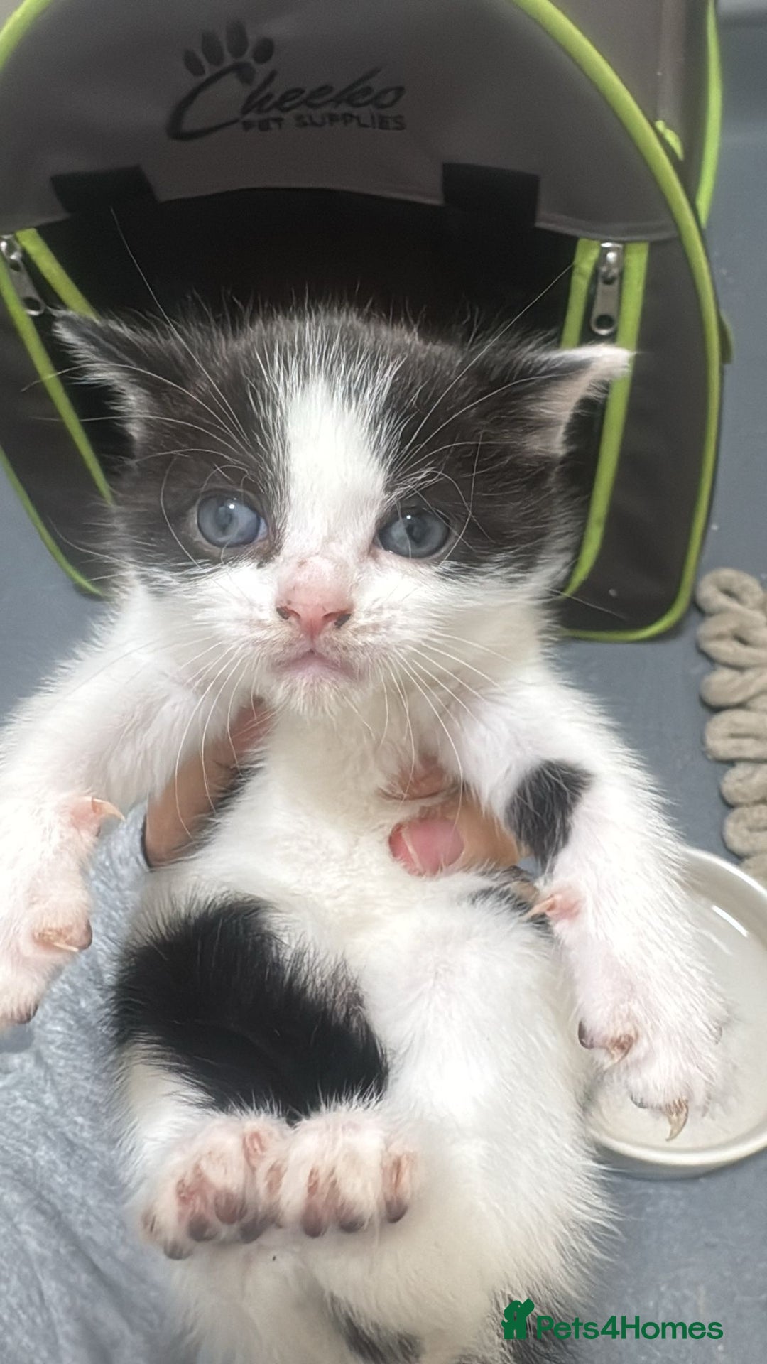 Mixed Breed cats for sale: Russian Blue x Tabby - Advert 41