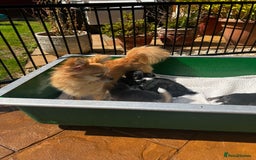 Chihuahua dogs for sale: 3 Long Coat Parti Boys - Image 15