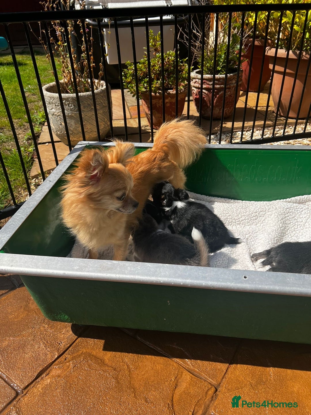 Chihuahua dogs for sale: 3 Long Coat Parti Boys - Image 15