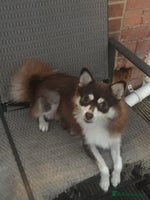Pomsky dogs - Advert 1