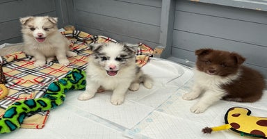 Border Collie dogs - Advert 13