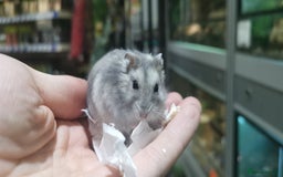Hamster rodents for sale: Super tame russian dwarf hamsters - Image 5