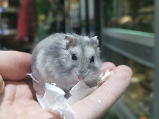 Hamster rodents - Advert 27