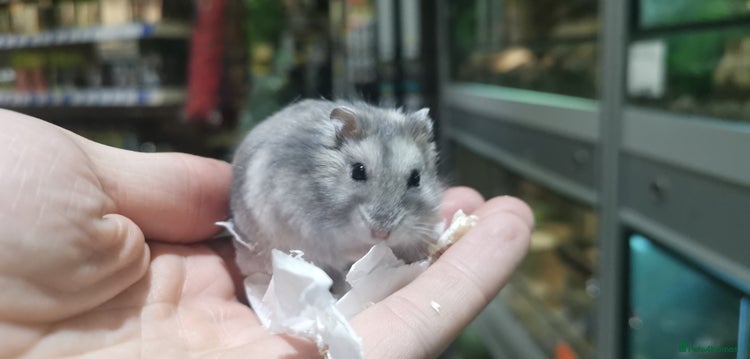 Hamster rodents - Advert 9
