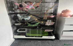 Rat rodents for sale: 2 female rats - Image 2