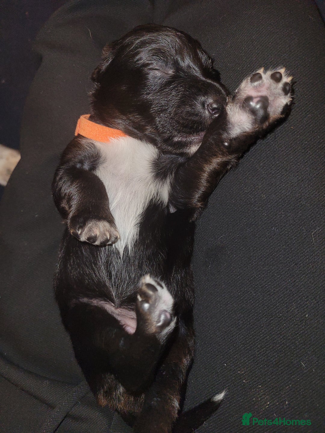 Mixed Breed dogs for sale: Border collie x irish/red setter puppies - Image 24