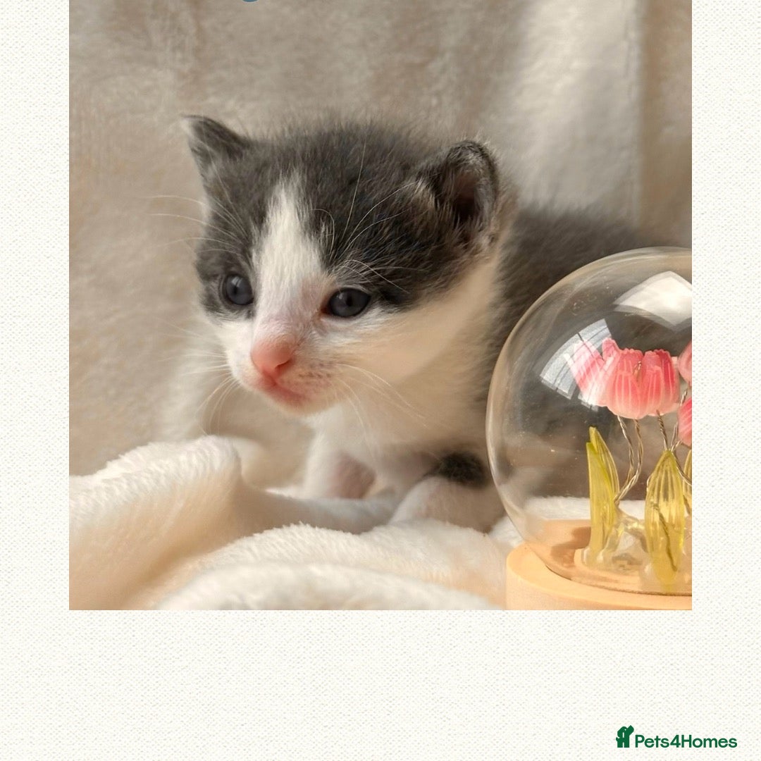 Mixed Breed cats Mixed breed 🩷🩵 - Advert 2