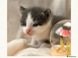 Mixed Breed cats Mixed breed 🩷🩵 - Advert 2