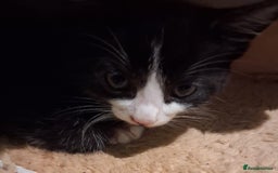 Mixed Breed cats for sale: Three kittens  - Image 6