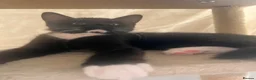 Mixed Breed cats for sale: 2 beautiful kittens looking for a new home - Advert 7