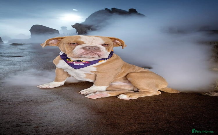 English Bulldog dogs in Lichfield - Advert 7