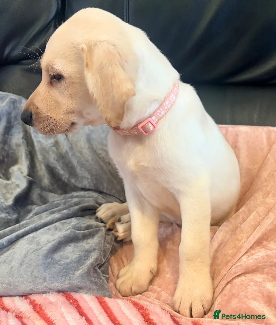 Labrador Retriever dogs for sale: Kc registered Labrador puppies - Advert 2