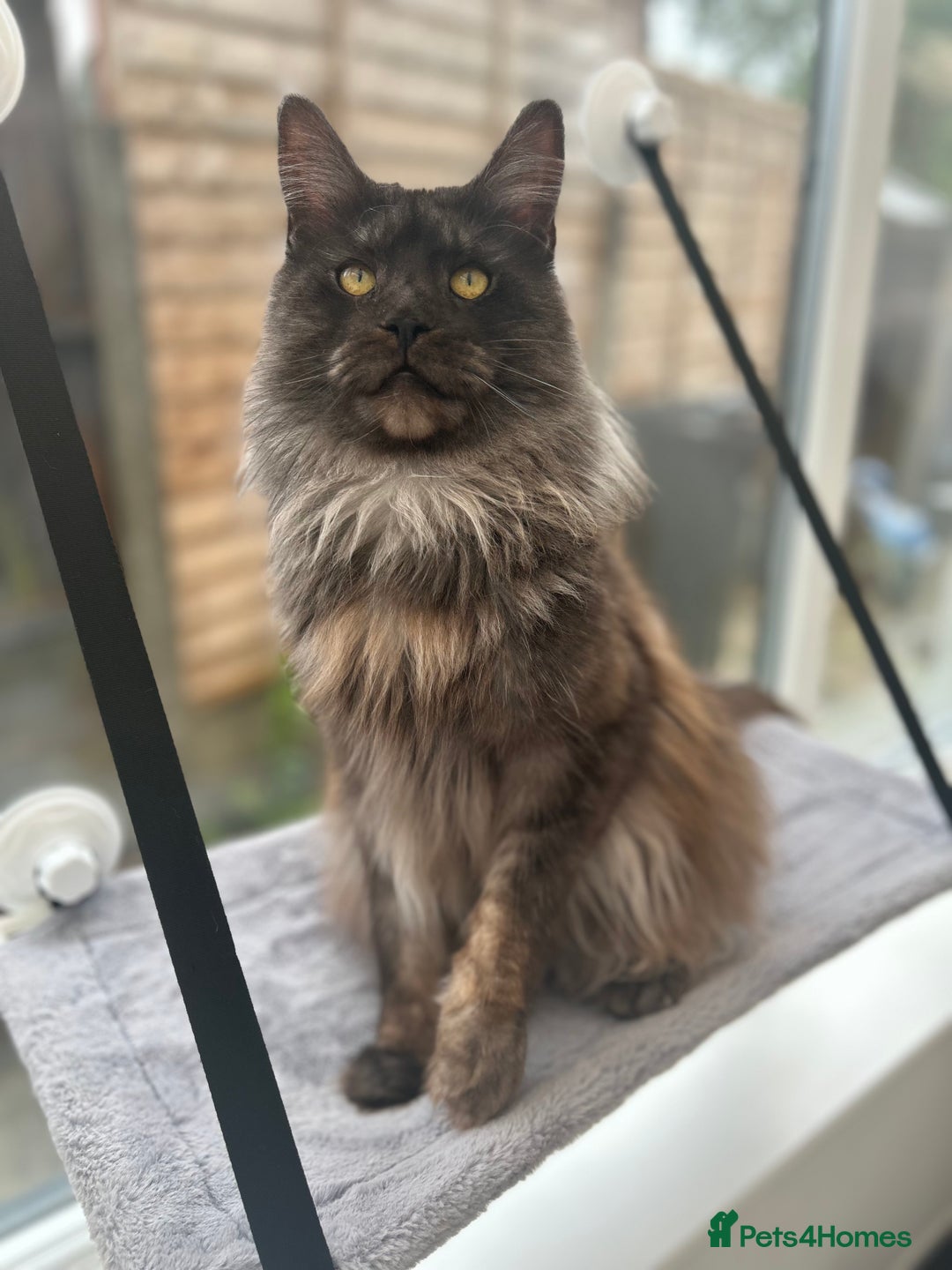 Maine Coon cats for stud: Proven GCCF & TICA Black Smoke stud in Bolton - Image 4