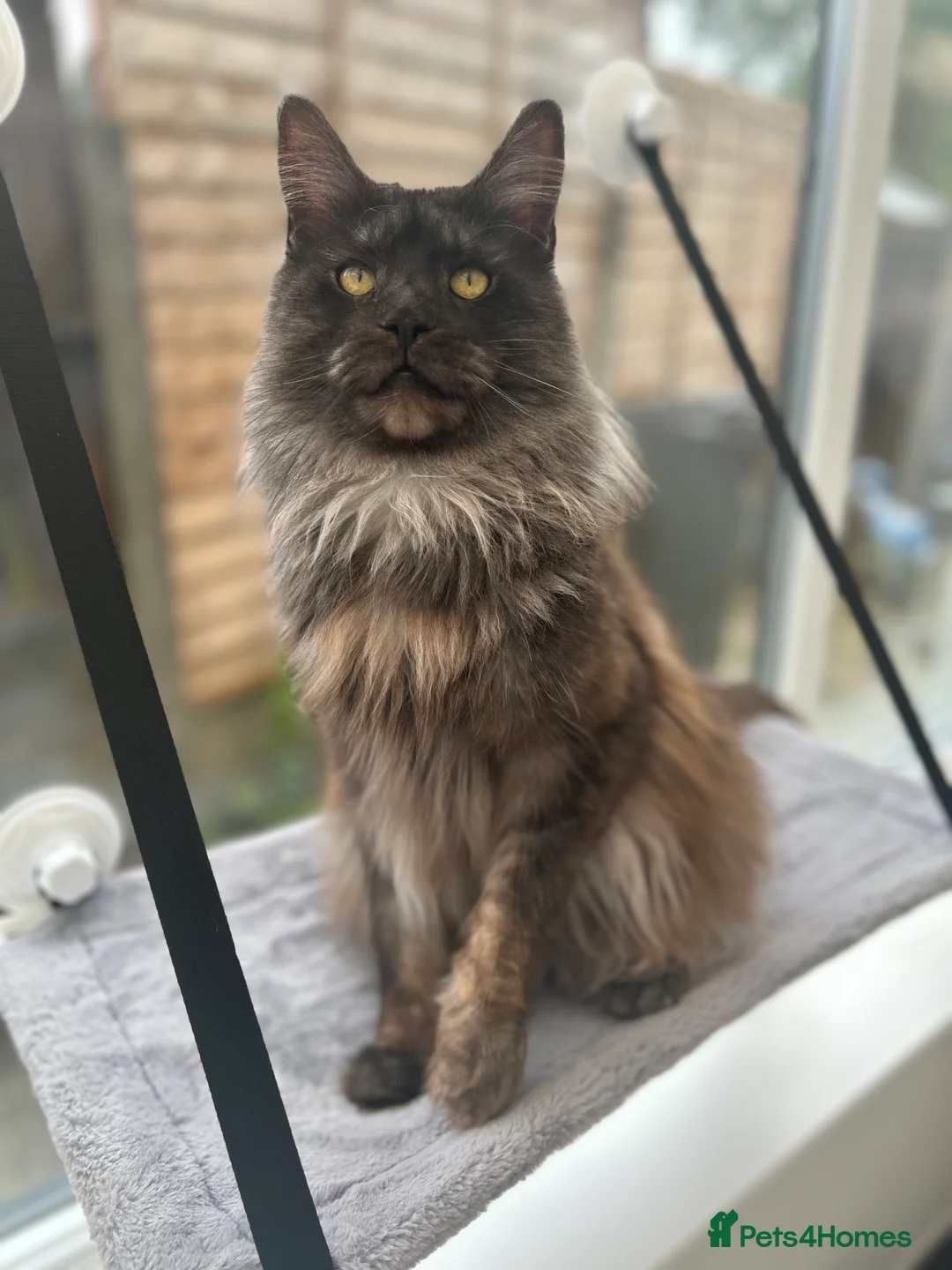 Maine Coon cats for stud: Proven GCCF & TICA Black Smoke stud in Bolton - Advert 5
