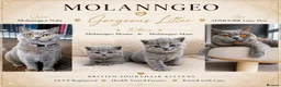 British Shorthair cats for sale: 💙 Gorgeous British Shorthair Blue Kittens 💙 - Advert 2