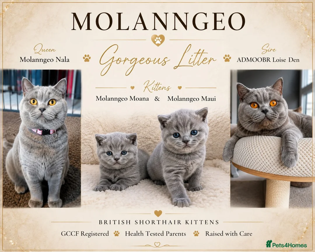 British Shorthair cats for sale: 💙 Gorgeous British Shorthair Blue Kittens 💙 - Advert 2