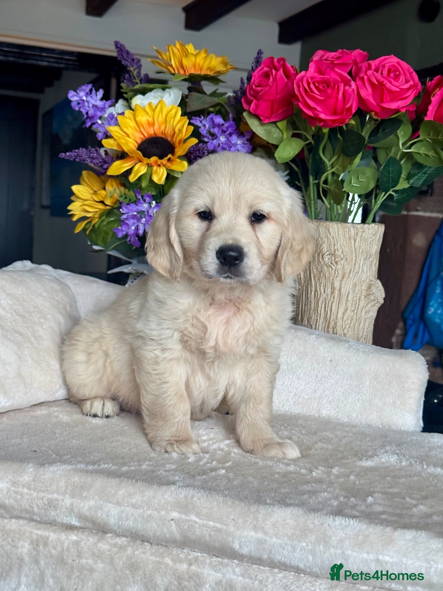Golden Retriever dogs 2 boy kc reg gorgeous golden retriever puppies  - Advert 9