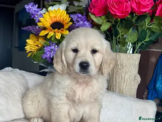 Golden Retriever dogs 2 boy kc reg gorgeous golden retriever puppies - Advert 9